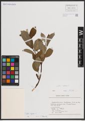 Foto von Salix caprea L.